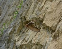 26 Der Horst zieht immer noch an